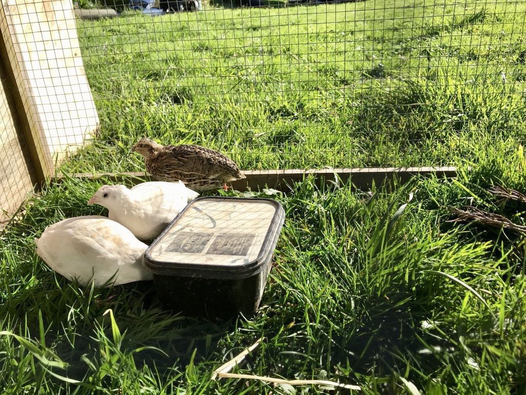 Two white quail and a stripey one near their food dish.