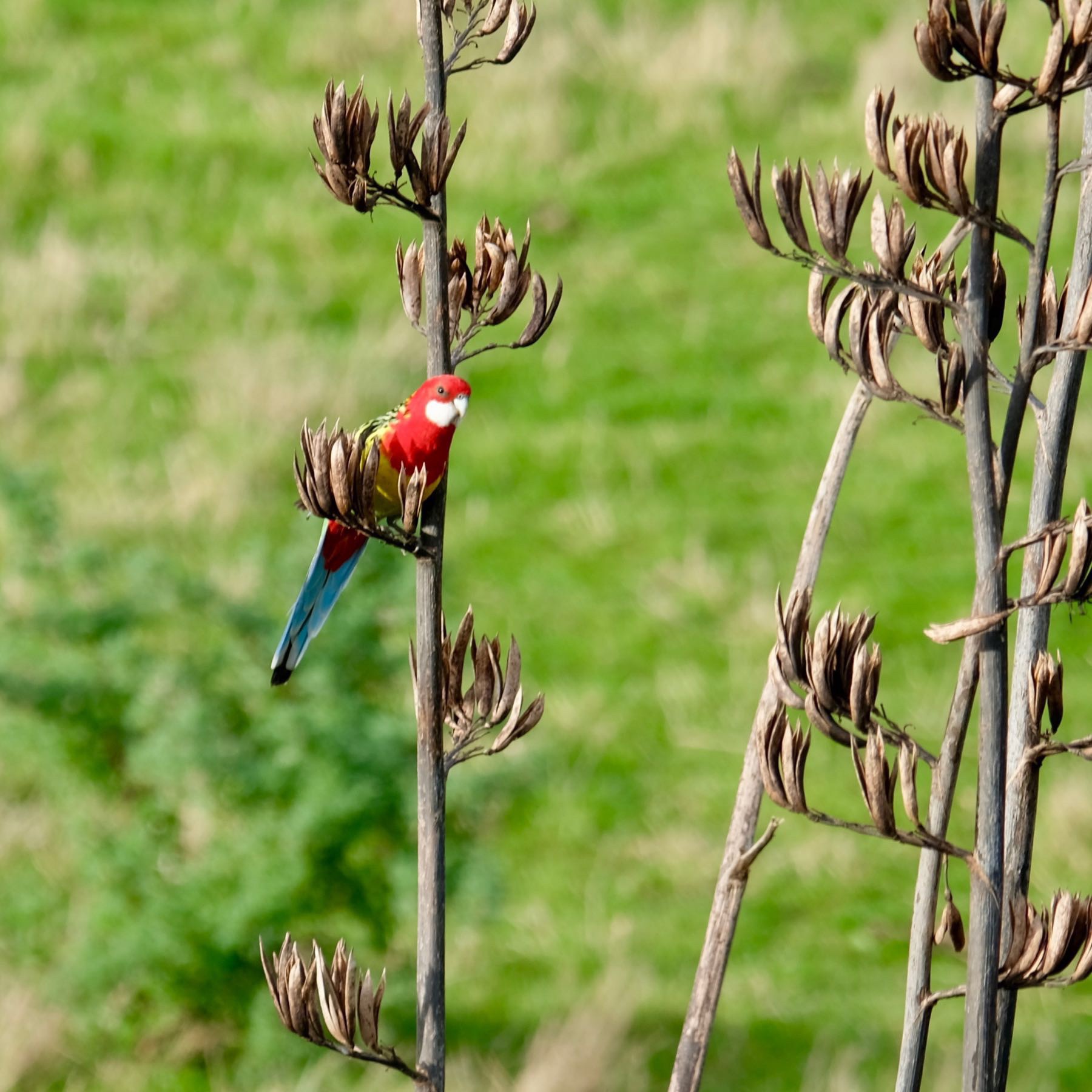 Eastern Rosella on a flax spear. 