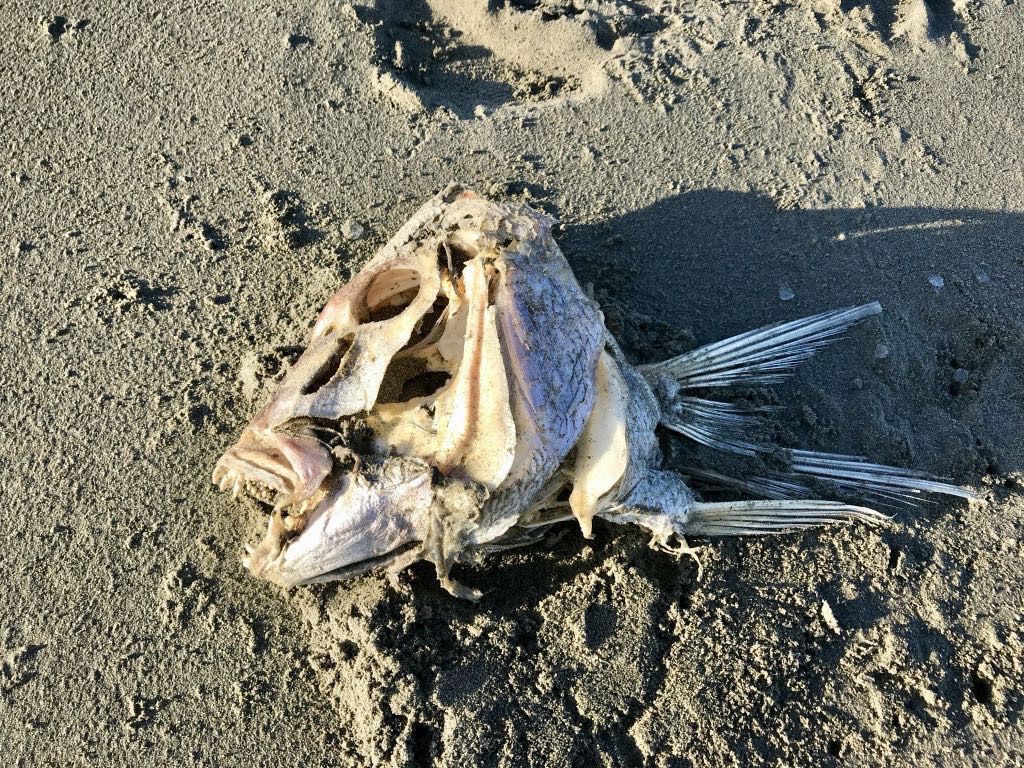 Large fish head with an almost non-existent body. View from a little further away. 