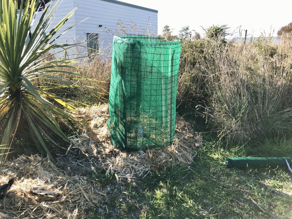 The young tree protected by wind cloth wrapped round plastic netting around 4 stakes. 