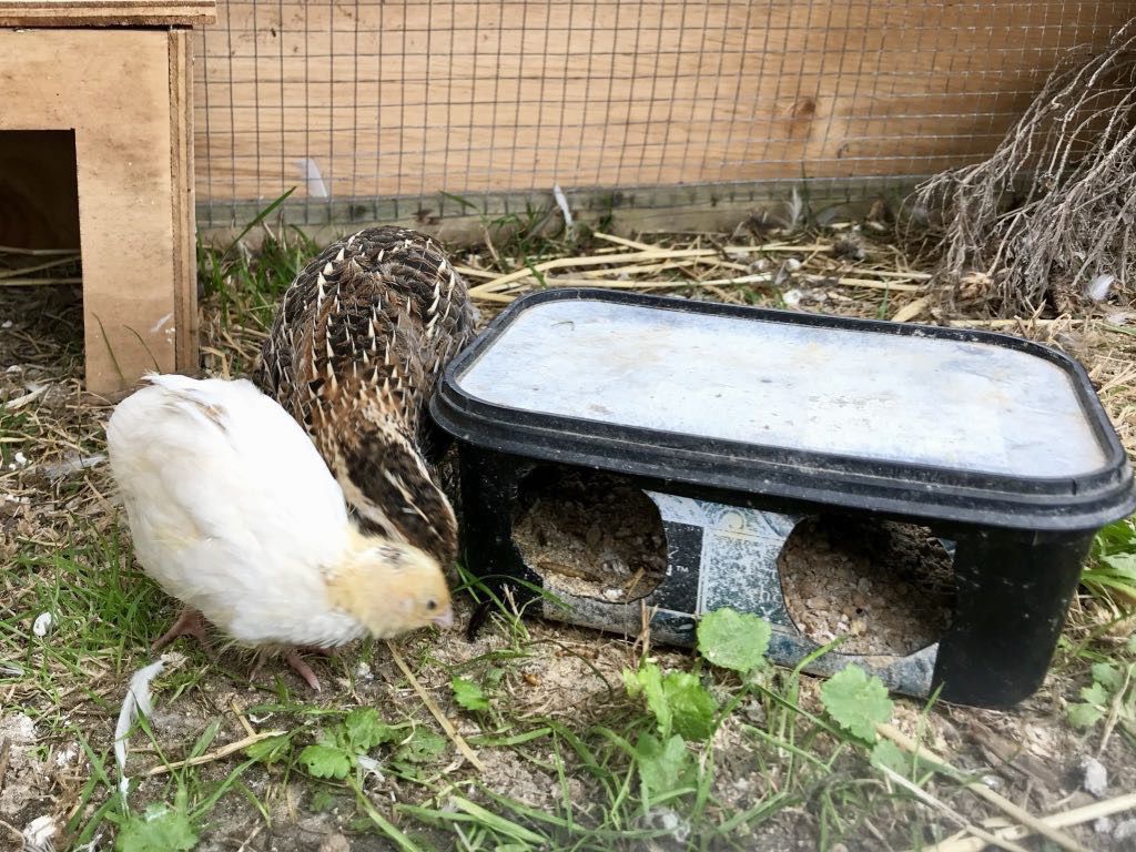 On day 16 Baby quail chick Glee is now mainly white and nearly as big as her mother.