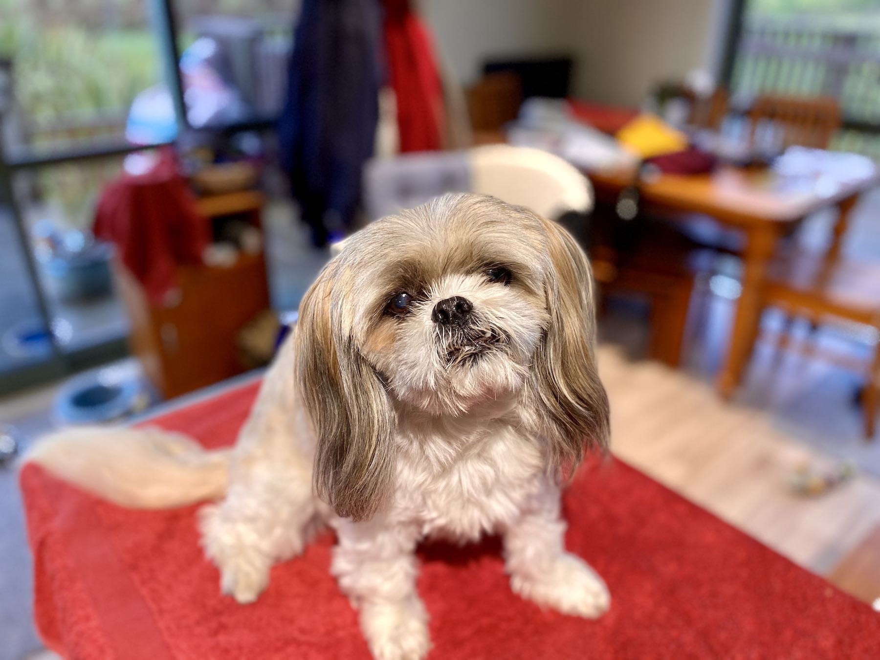 Small white and tan dog on a red towel on the grooming table. 