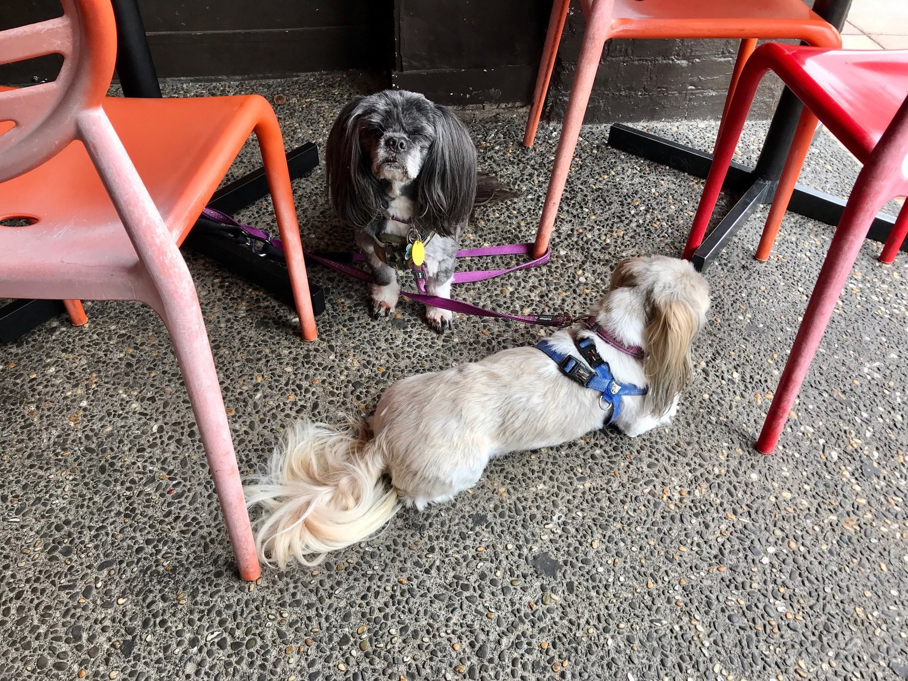 Two small dogs tied to cafe chairs. 