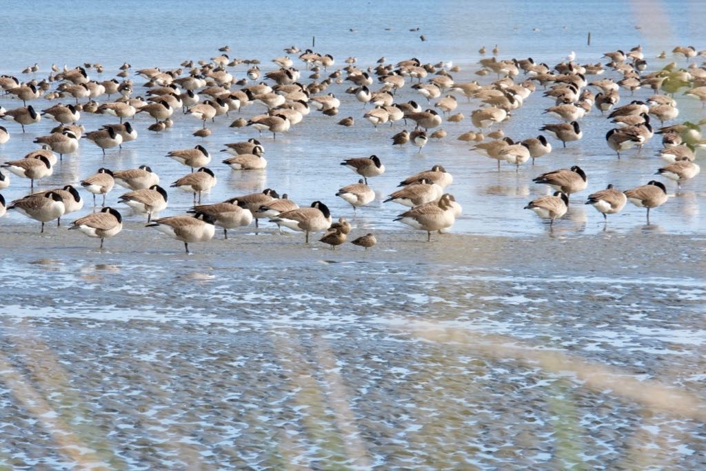 Some of the big flock of Canada Geese.
