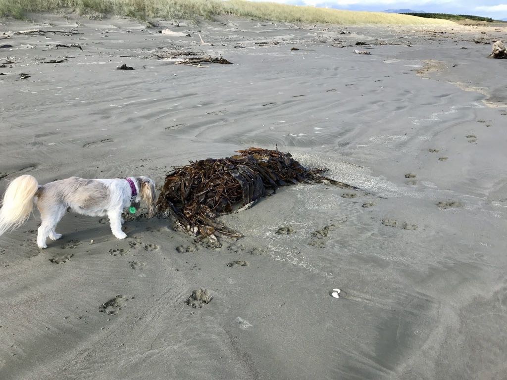 A clump of seaweed on the beach, with a small white dog sniffing it. 