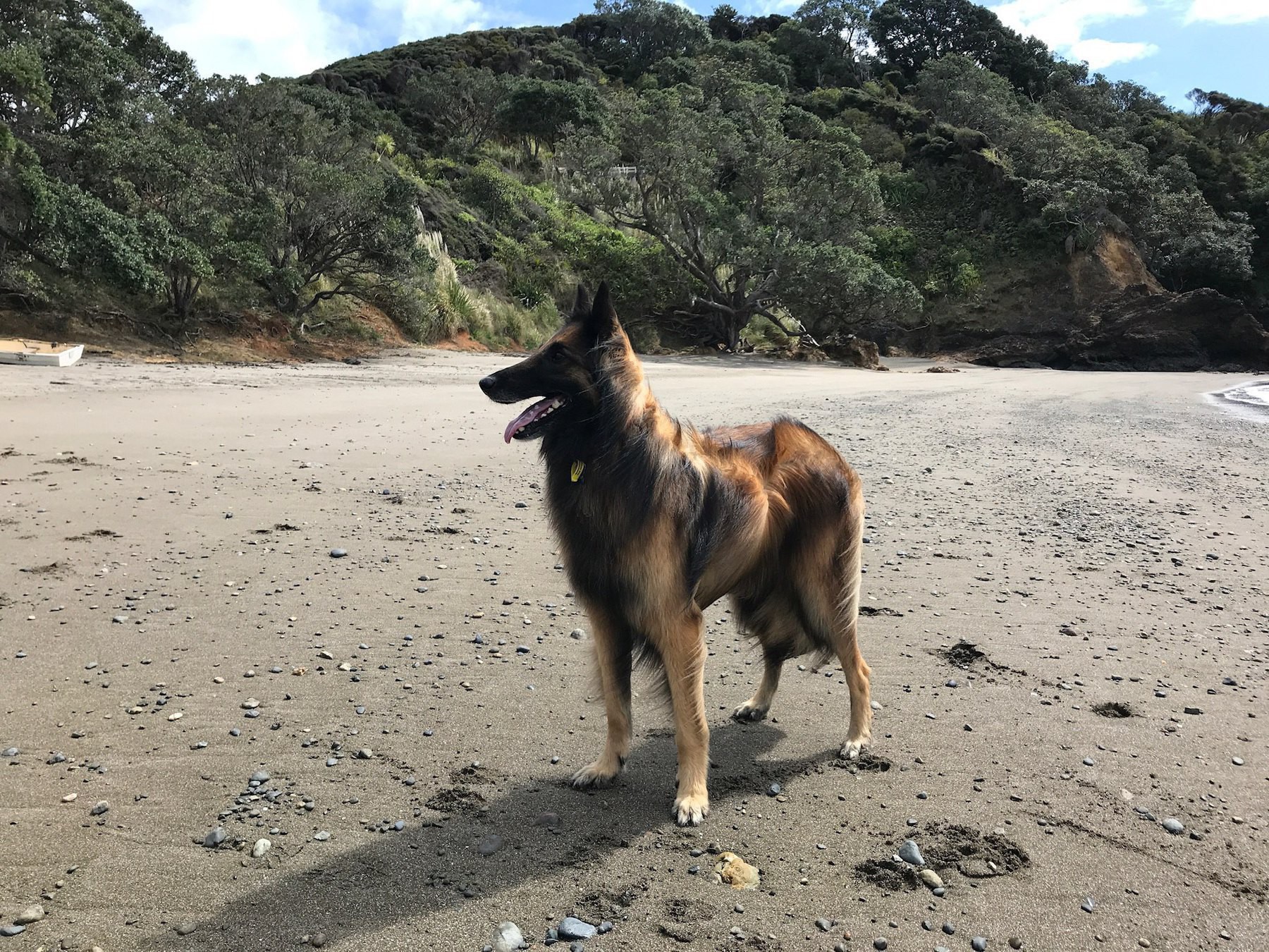 Ryka, the Belgian Shepherd. 