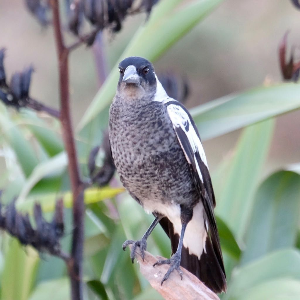 Magpie in front of a flax bush. Facing the camera.