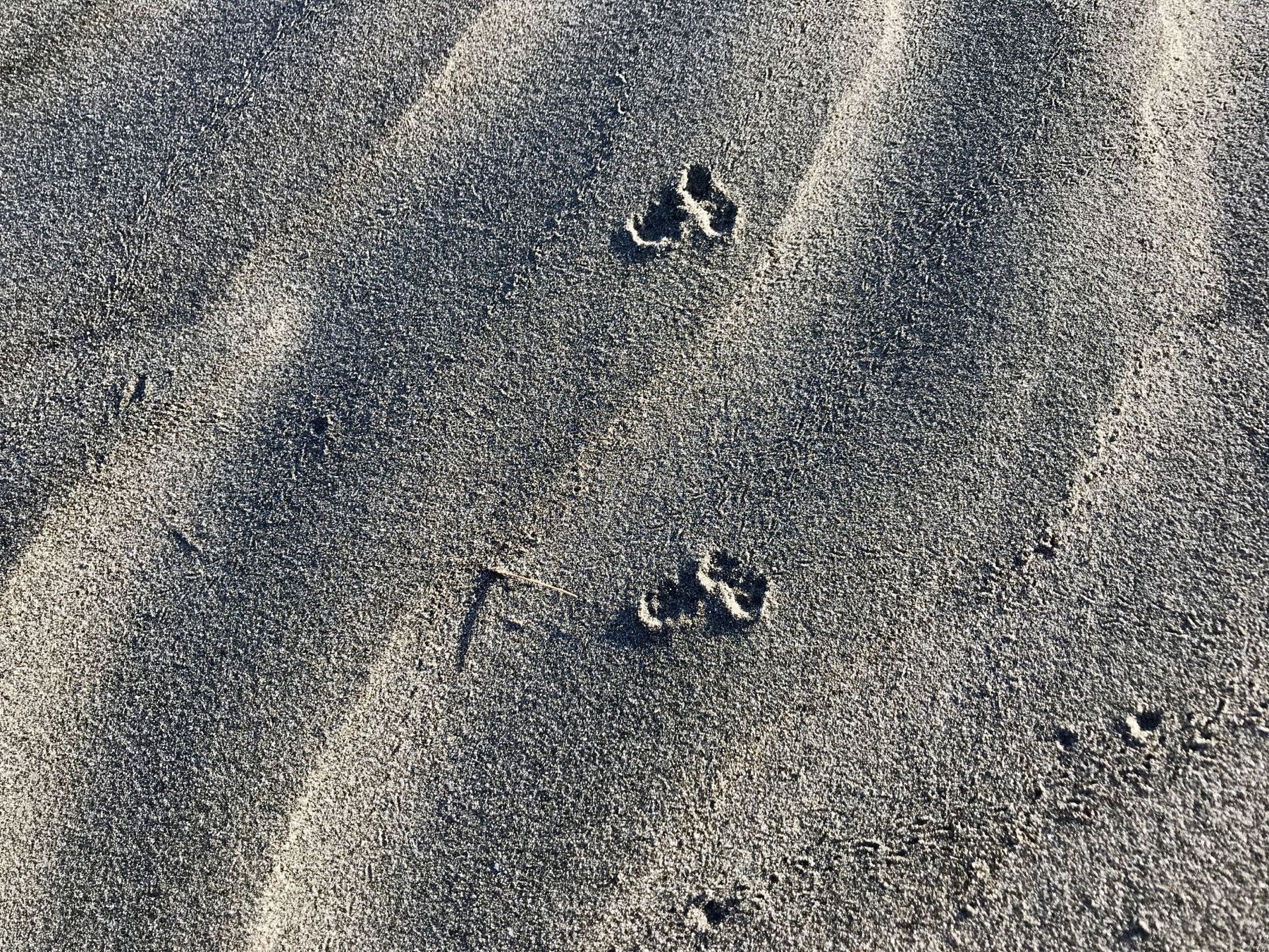 Tiny tracks in the sand at the beach - perhaps a hedgehog or weasel. 