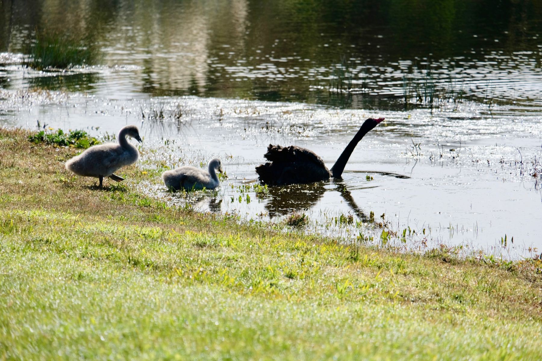 Black swan with next etended and two grey cygnets, entering a small lake. 