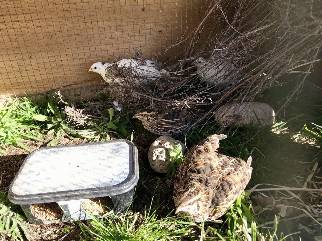 Two white and two stri[ey quail mainly hiding under brush.