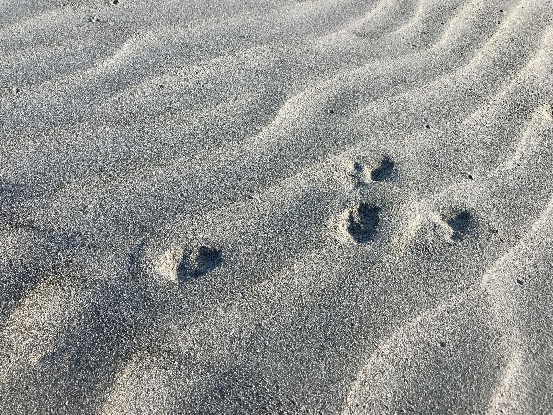 Tracks in the sand at the beach - probably a rabbit.