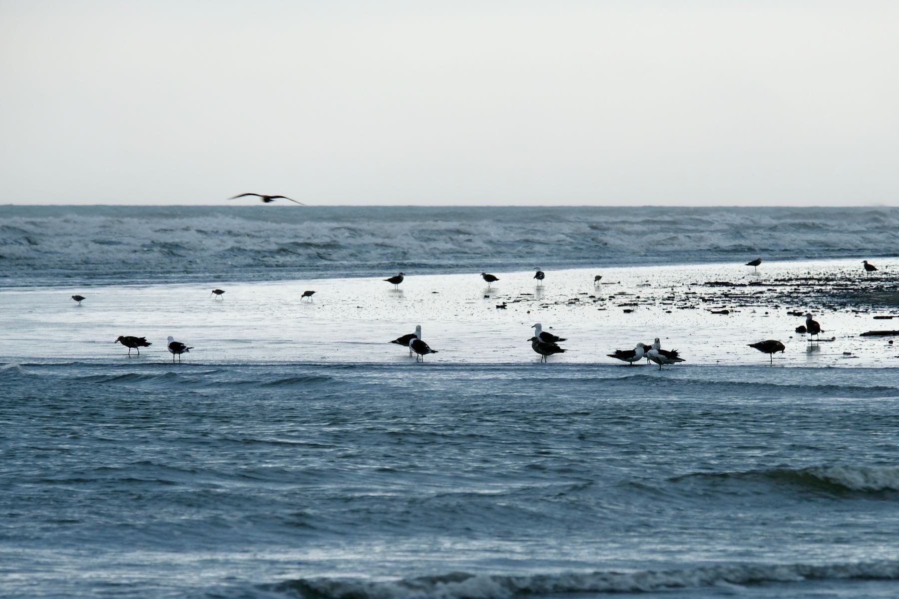 A flock of Black-backed Gulls and perhaps other birds. 