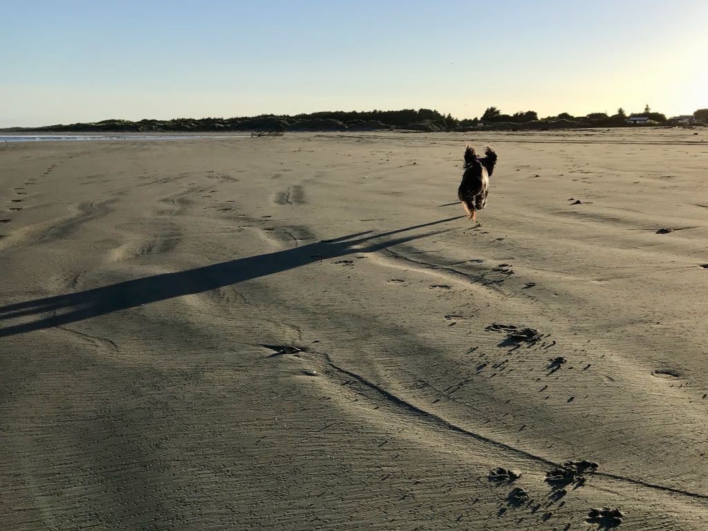 Small black dog running on the beach, ears flying and with a long shadow. 