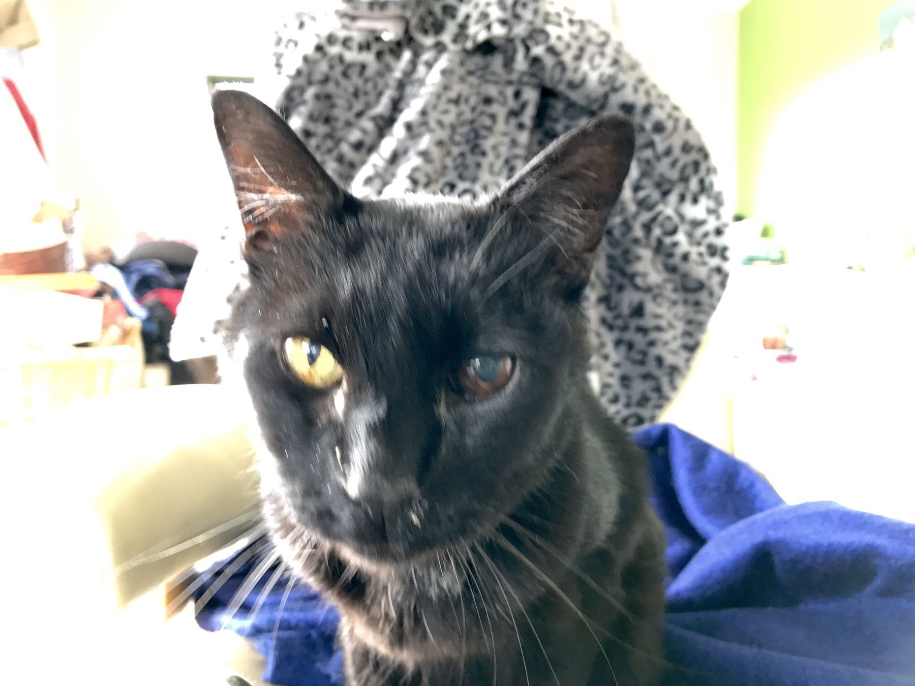 Black cat sitting on a chair, face full on to camera. 