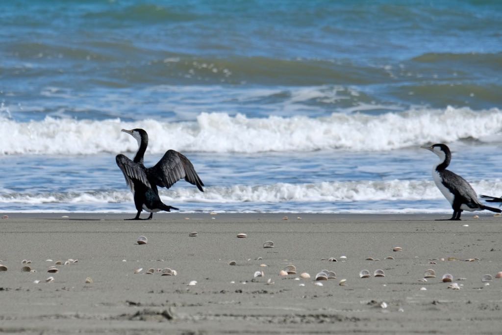 2 Pied shags at the water’s edge facing away from the camera, one with black wings outstretched. 