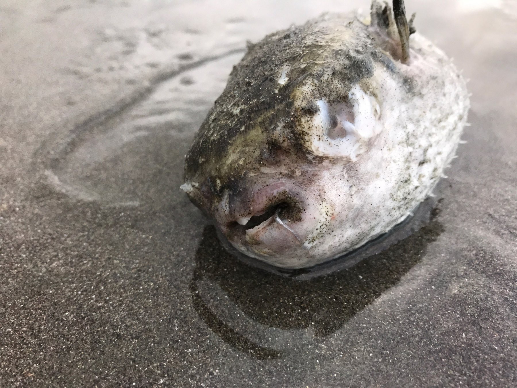 Small, white, sandy, prickly, balloon-like fish. 