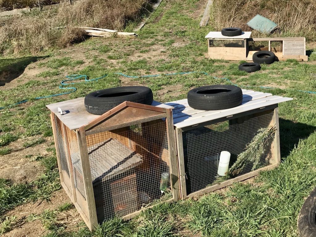 Two separate quail hutches and runs on a grassy area.