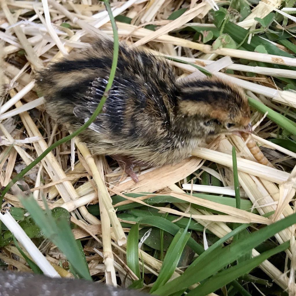 Fluffy stripey chick. 