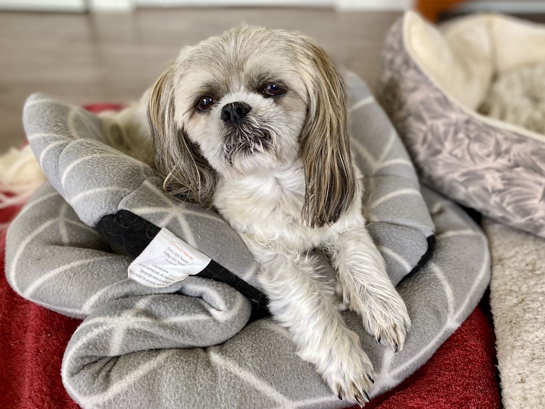 Small pale cooured dog on a grey rug and looking at the camera. 