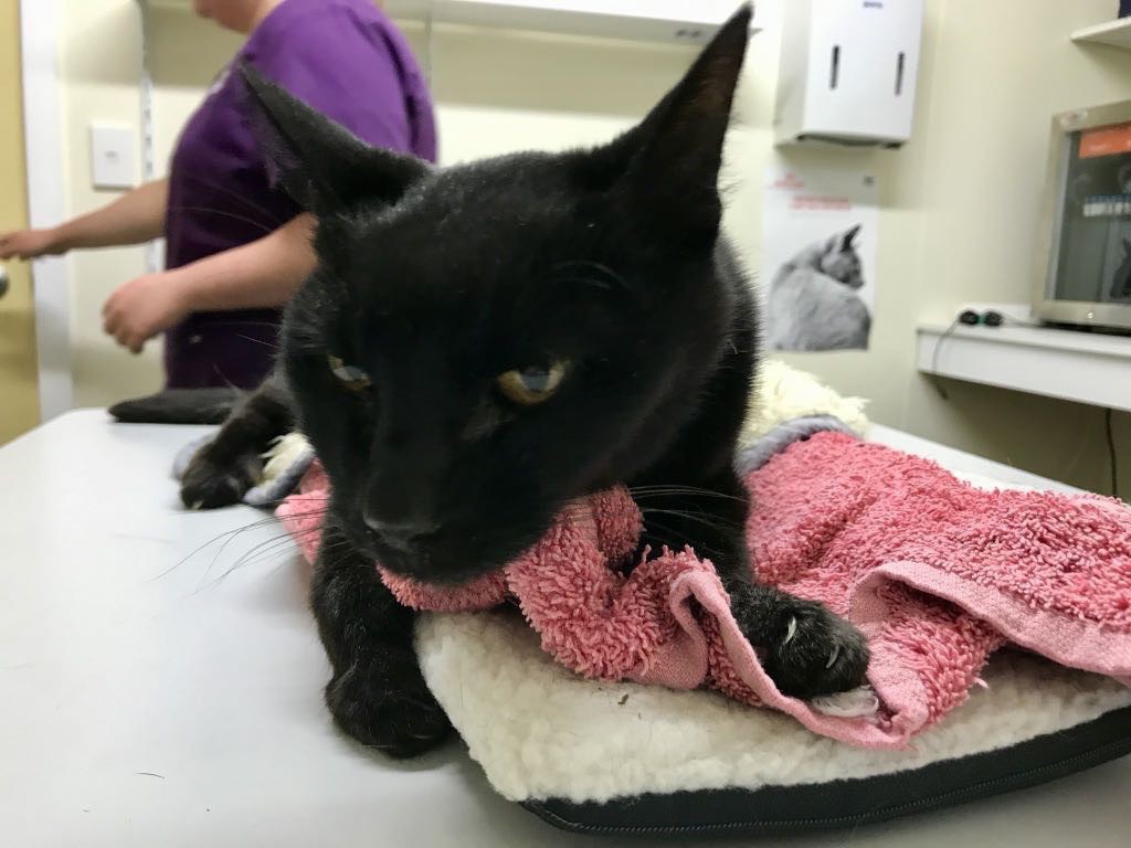 Black cat looking at the camera while lying on the veterinary table.