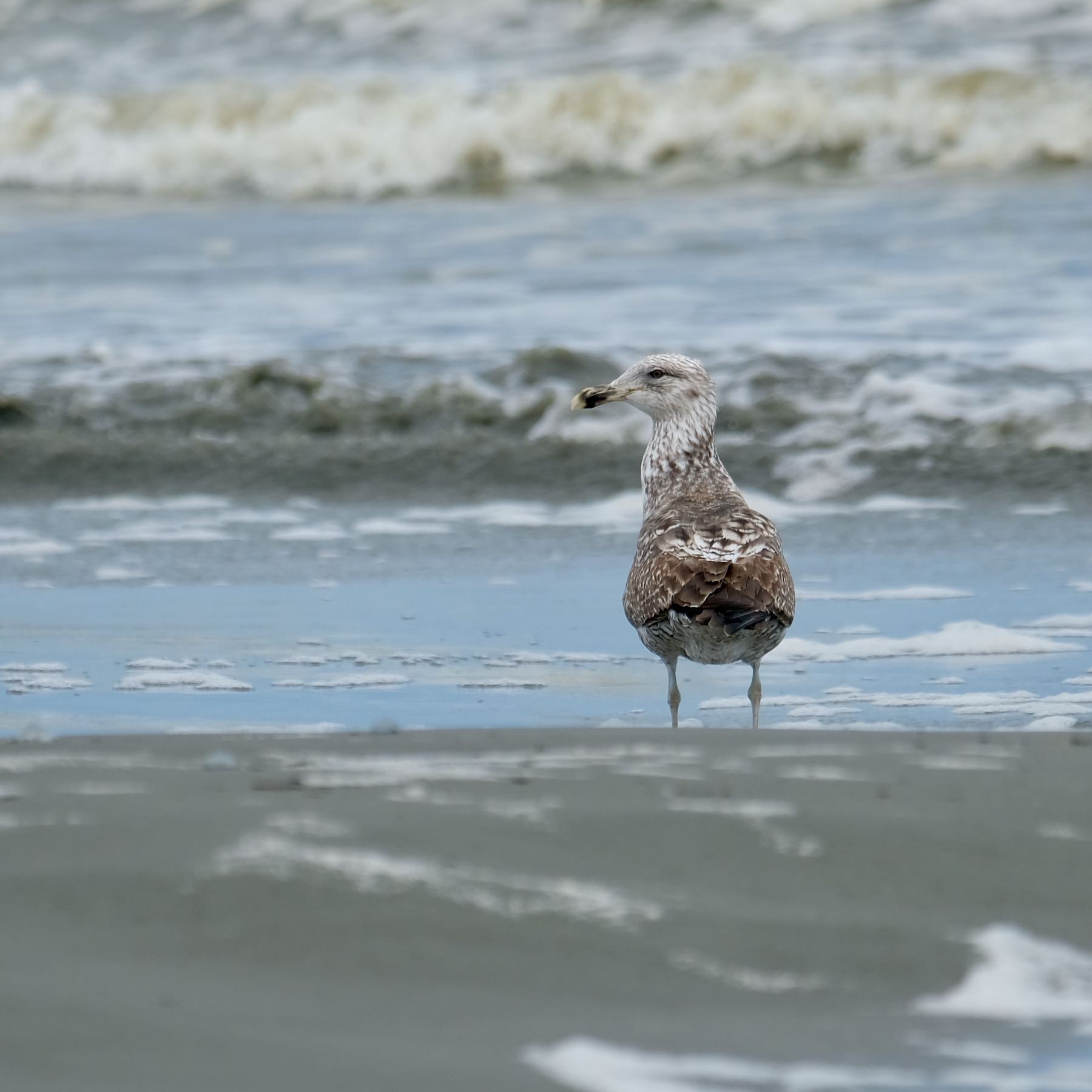 A single brown and spotted gull at the water’s edge on the beach. 