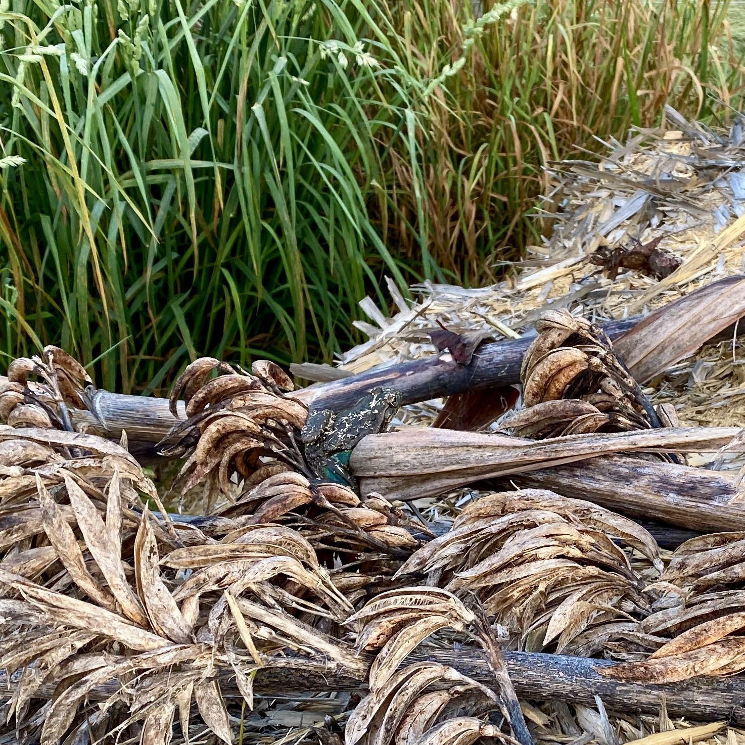 Dark frog on sticks. 