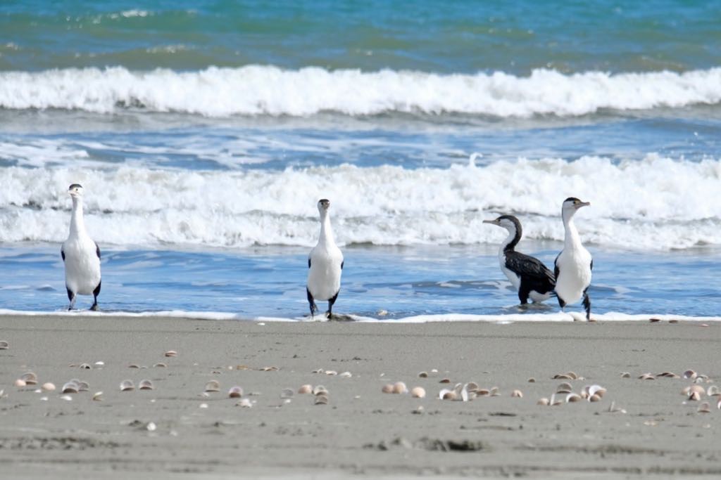 4 Pied shags at the water’s edge, 3 directly facing the camera and looking as though they’re a bit menacing. The other is slightly in the background, facing sideways and seems like the one who doesn’t know what’s going on. 