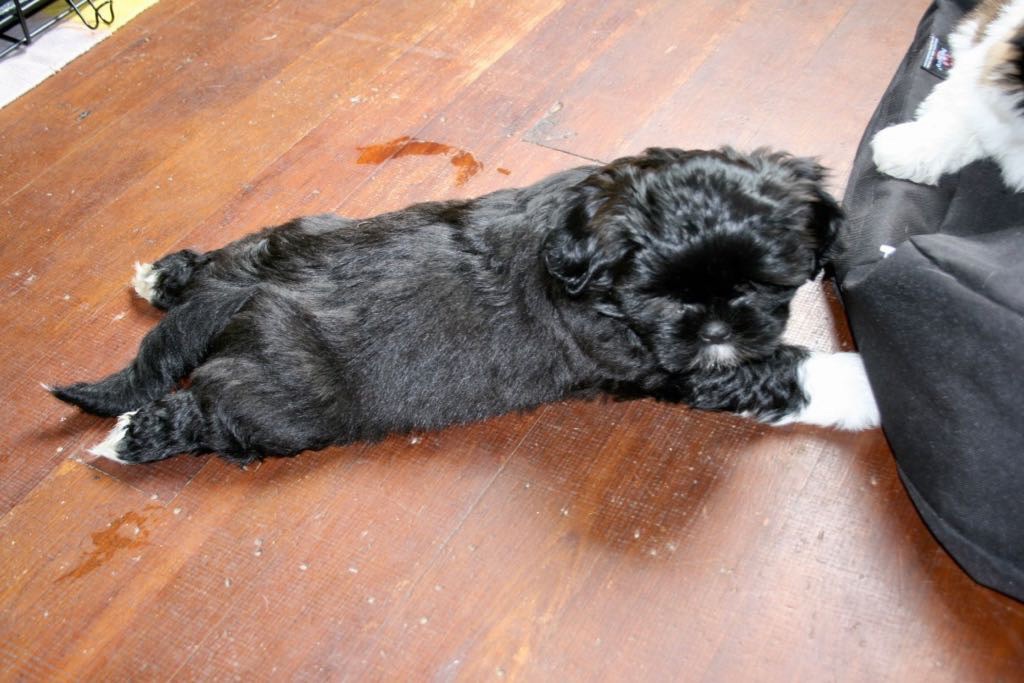 Sasha at 3 months, with shiny jet black hair.