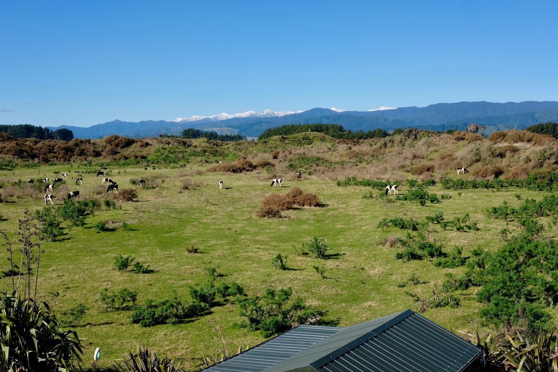 Cows grazing on green pasture with snowy peak mountains in the background. 