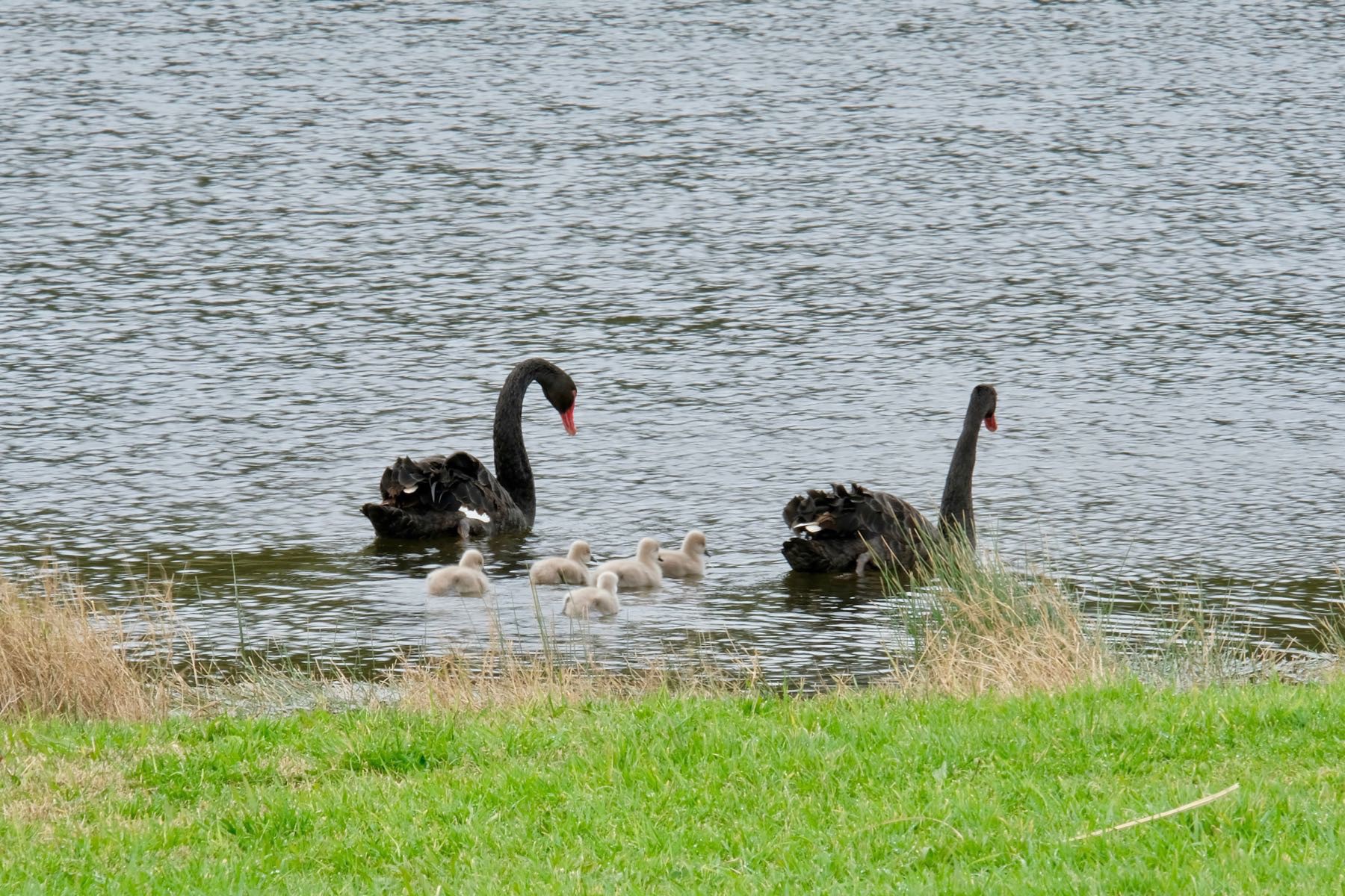 Adult swans on the lake with babies close behind. 