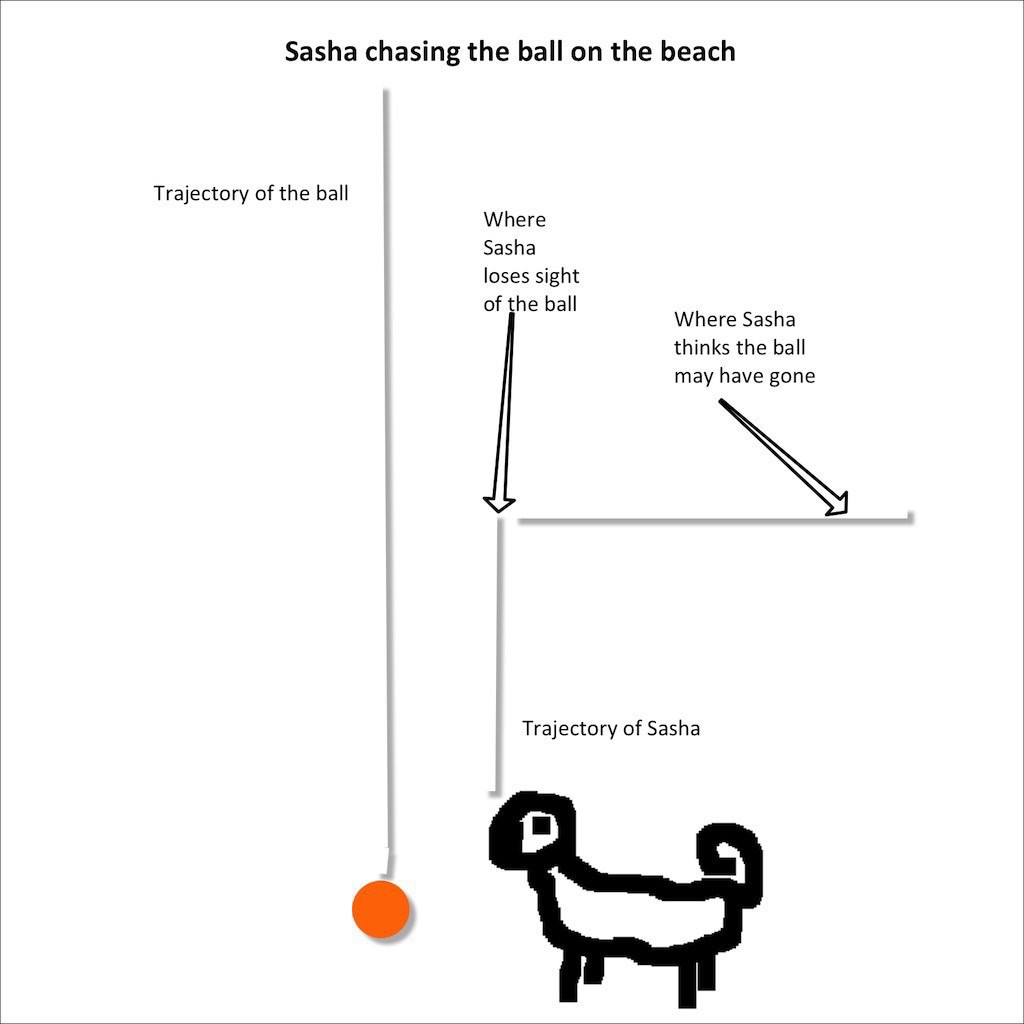 Diagram shows the ball rolls straight ahead, but the dog veers off at right angles when she loses sight of the ball. 