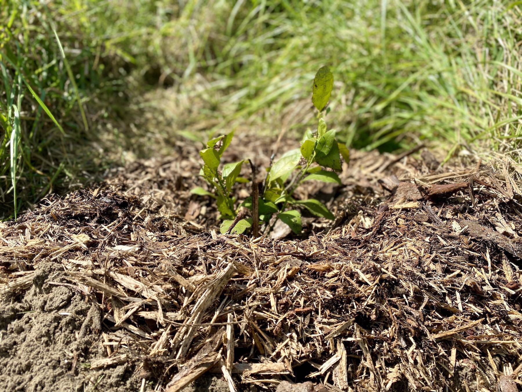 Lime tree after planting. 