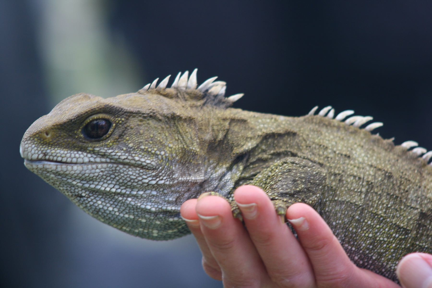 Tuatara, in a person’s hand, side view, close-up of head. 