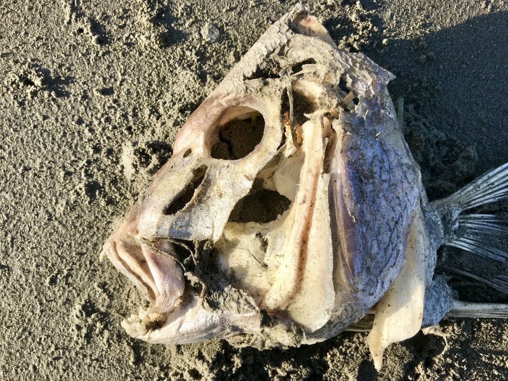 Large fish head with an almost non-existent body. 