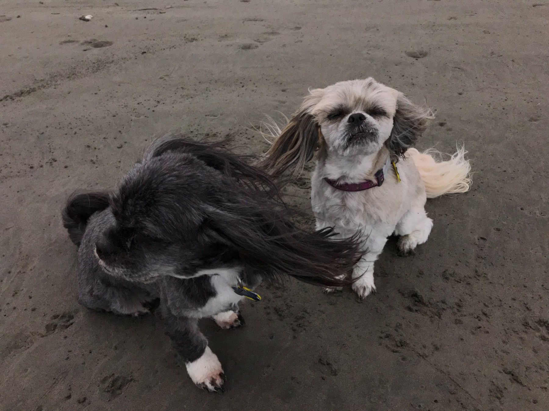 Small black dog and small white and tan dog on a dark sand beach. 