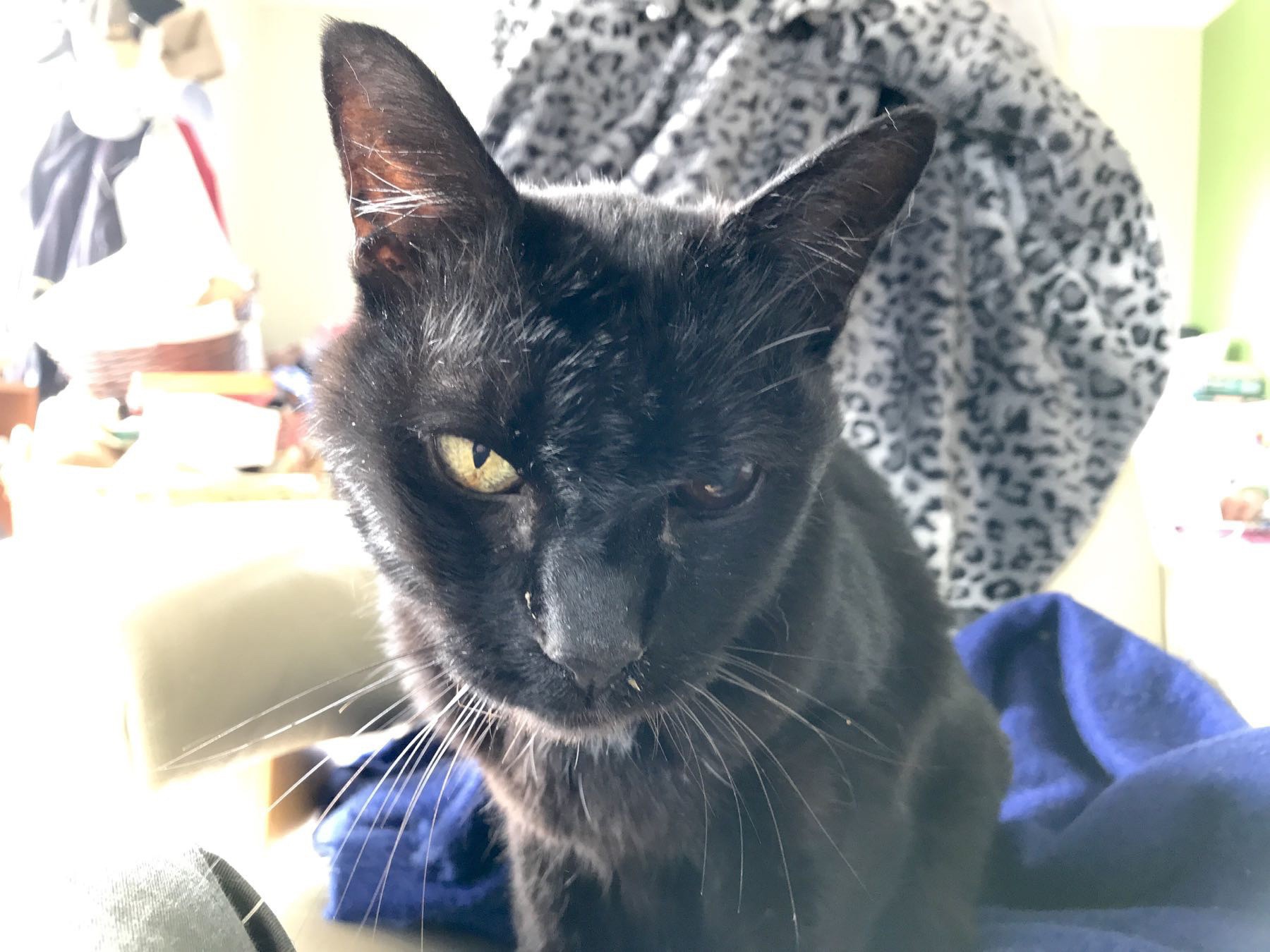 Black cat sitting on a chair. 