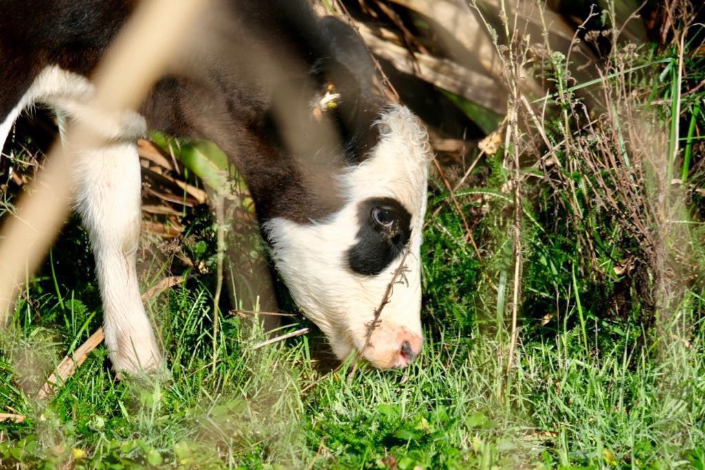 Close up on the face of a steer: mainly white, with a black eye patch.