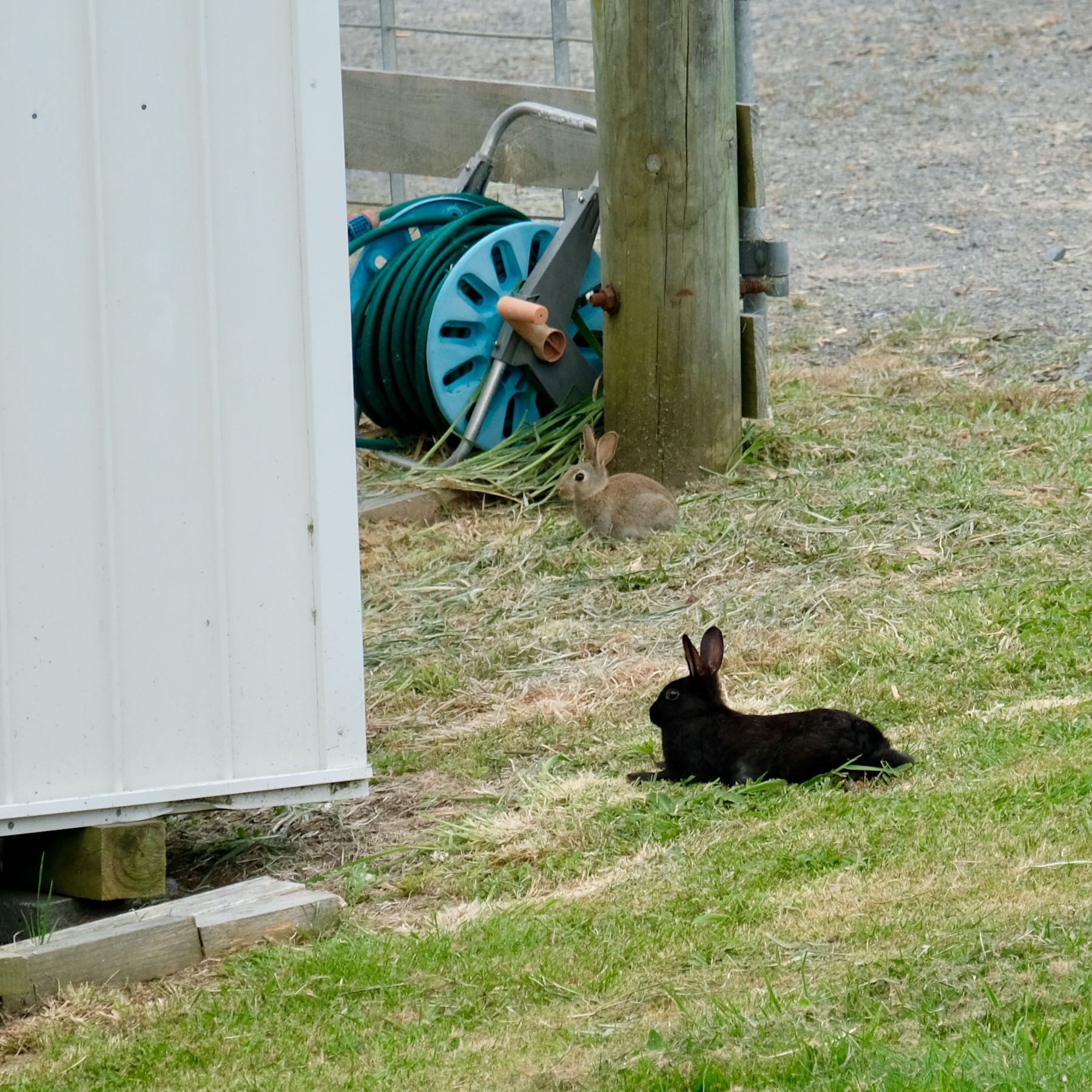 Brown baby rabbit and adult black rabbit lying on the grass. 