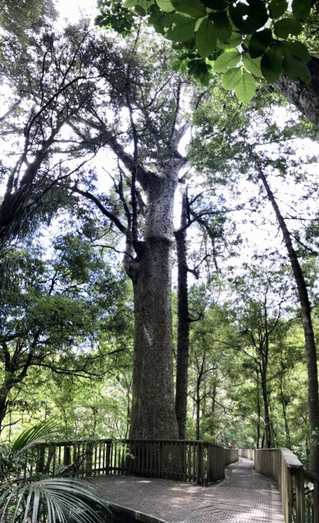 500 year old kauri. 