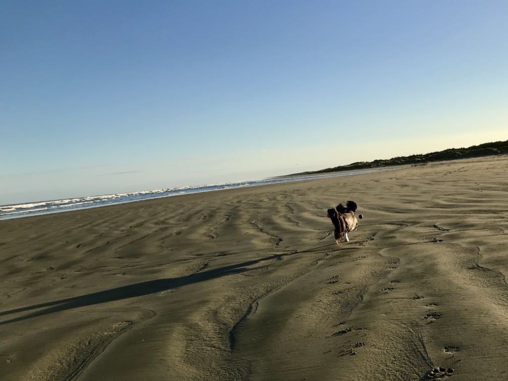 Small black dog running on the beach, ears flying and with a long shadow. Tilted horizon.