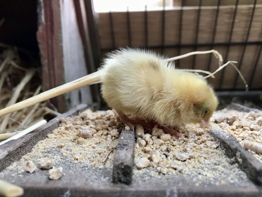 Quail chick Glee up on the tiny ramp and pecking at food. 