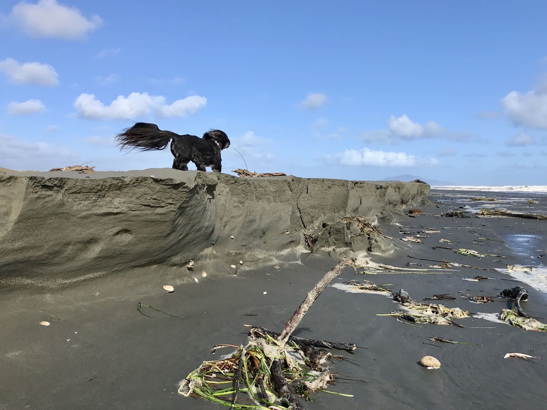 Small black dog on top of sand cliff. Her tail is streaming in the wind. 