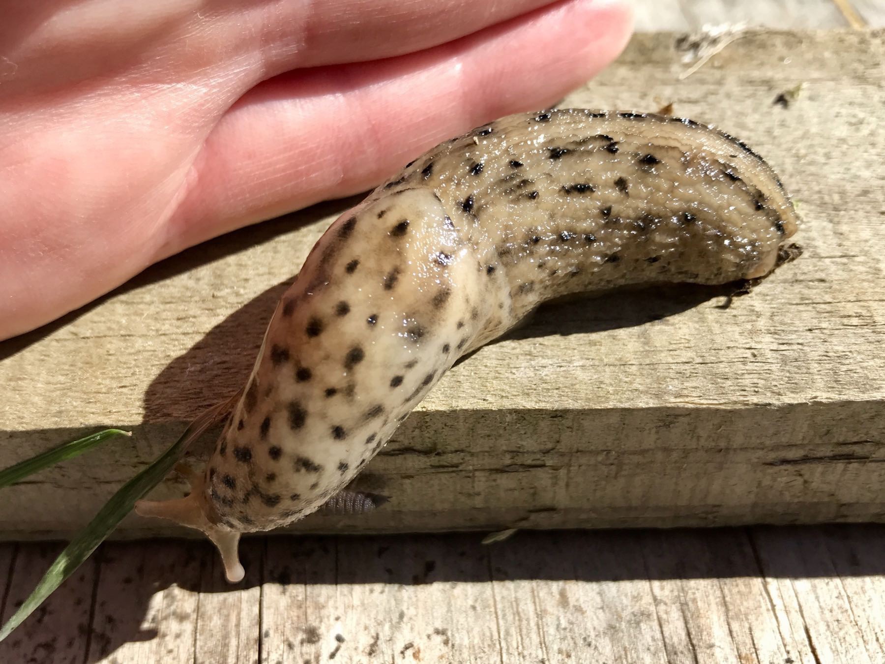 Slug next to my hand - it’s much longer than my little finger.