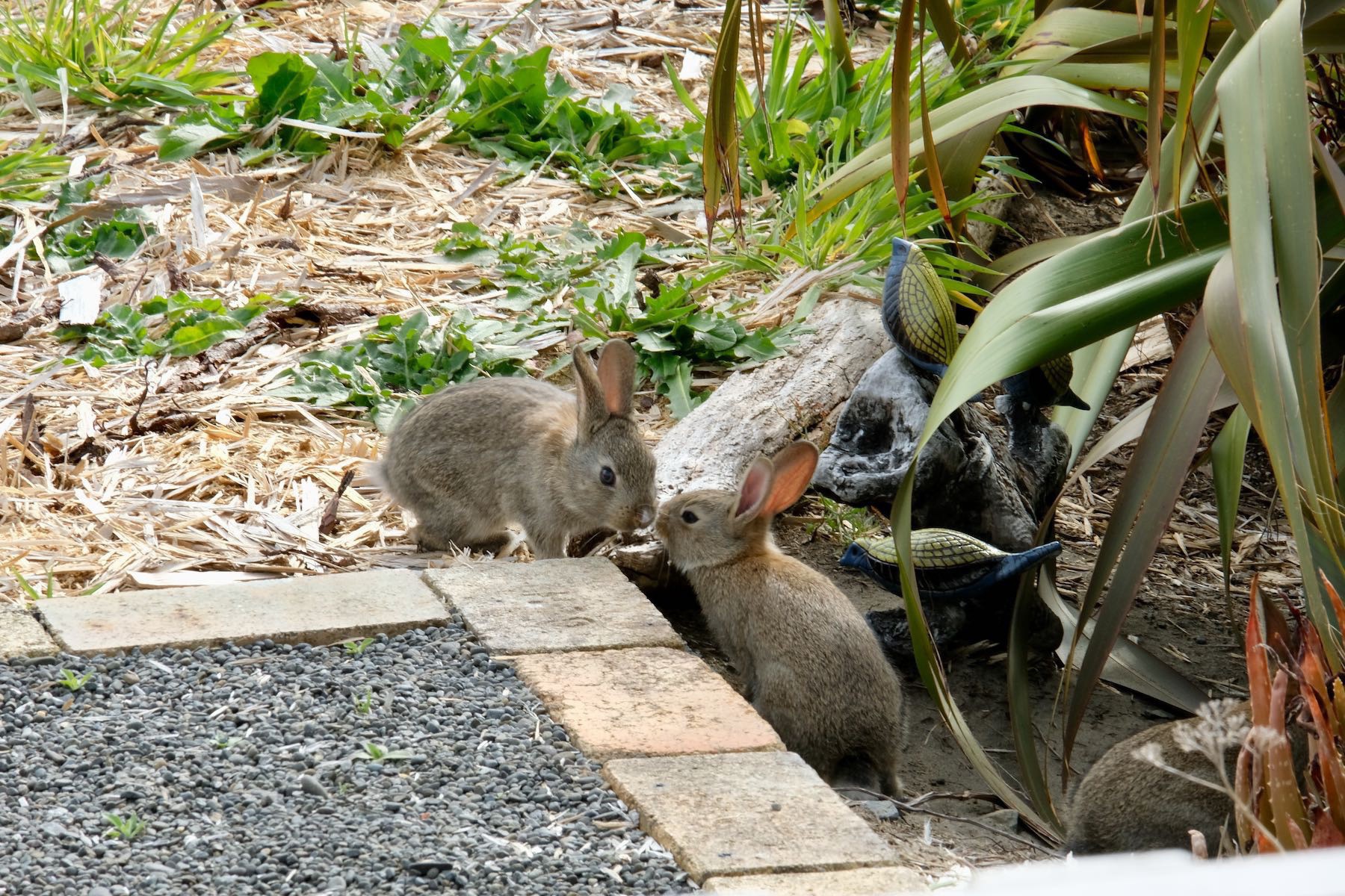 Two tiny rabbits touching noses. 