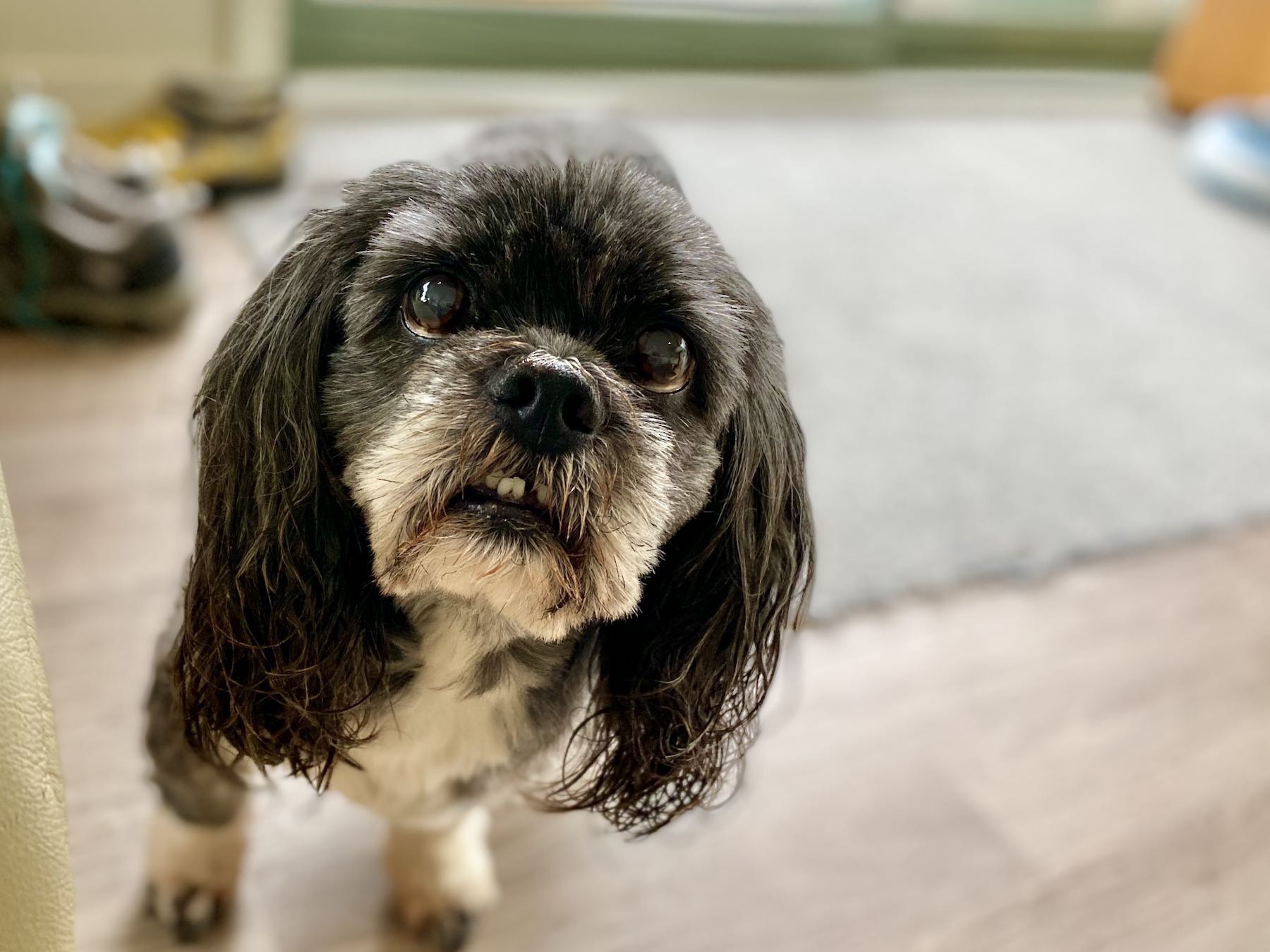 Small black dog on the floor and looking at the camera. 