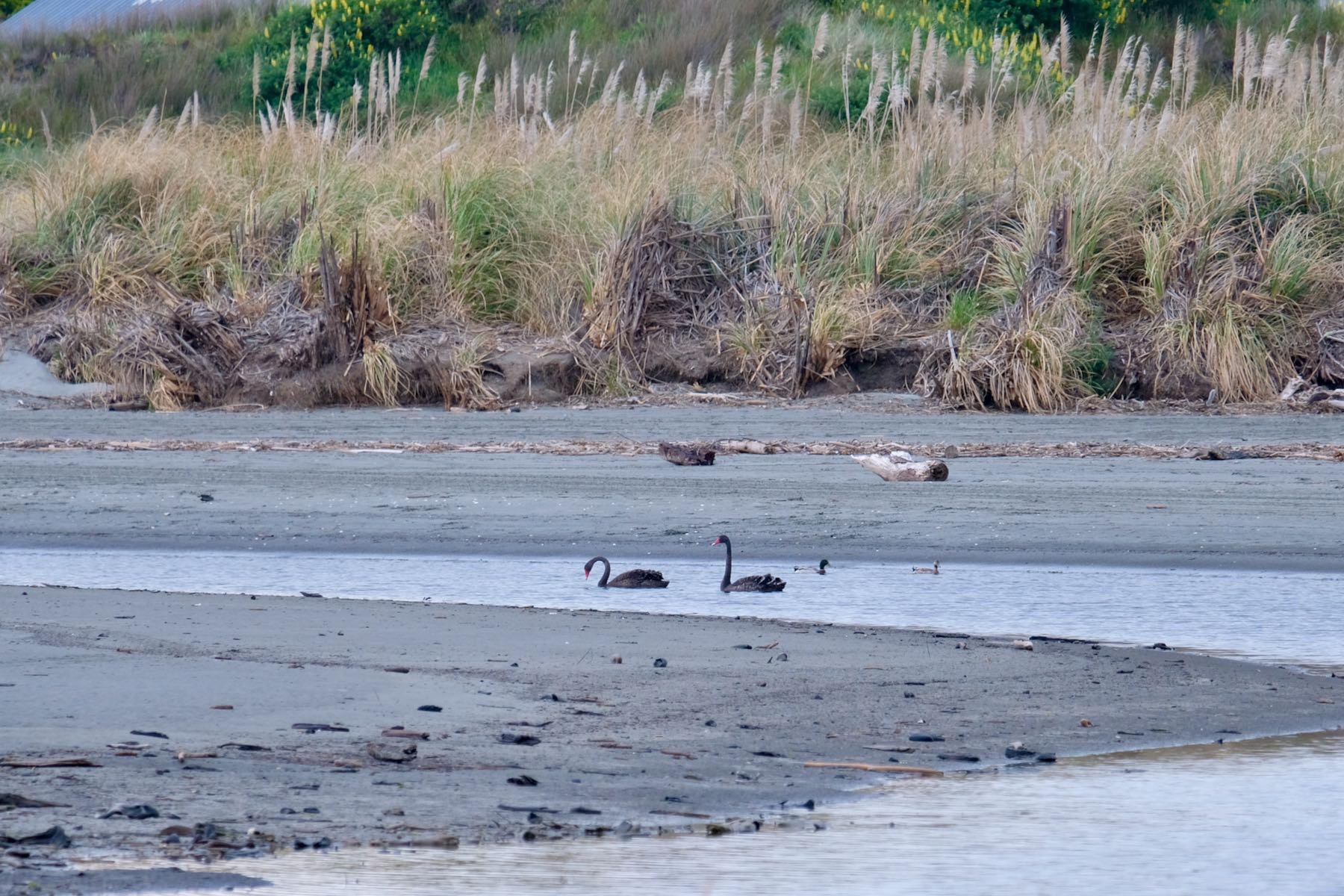 Two Black Swans and two ducks.