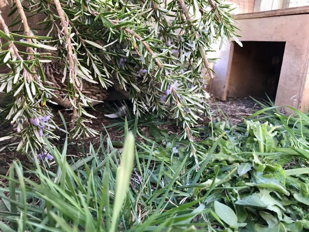 Stripy quail well hidden in the run behind some rosemary cuttings.