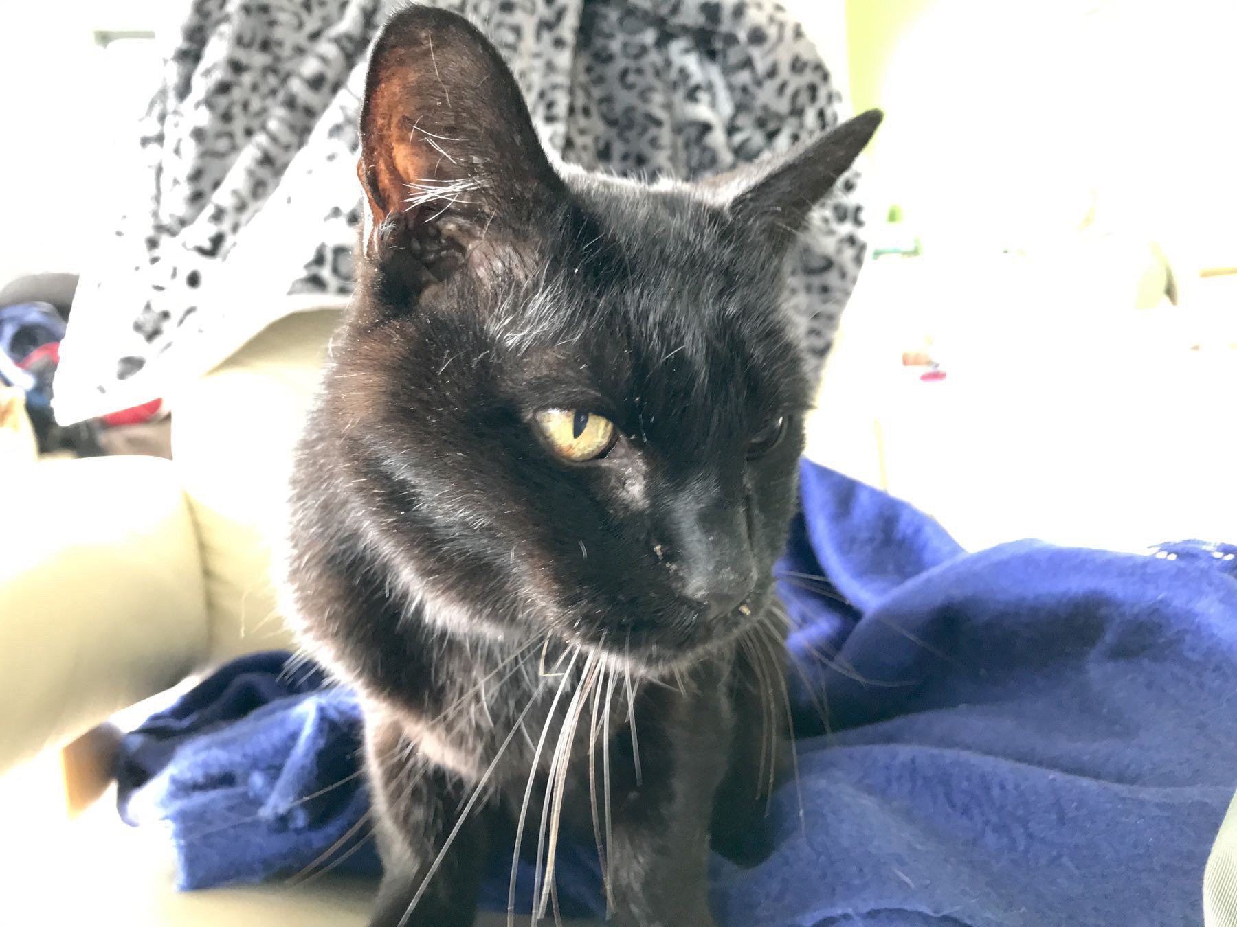 Black cat sitting on a chair. 