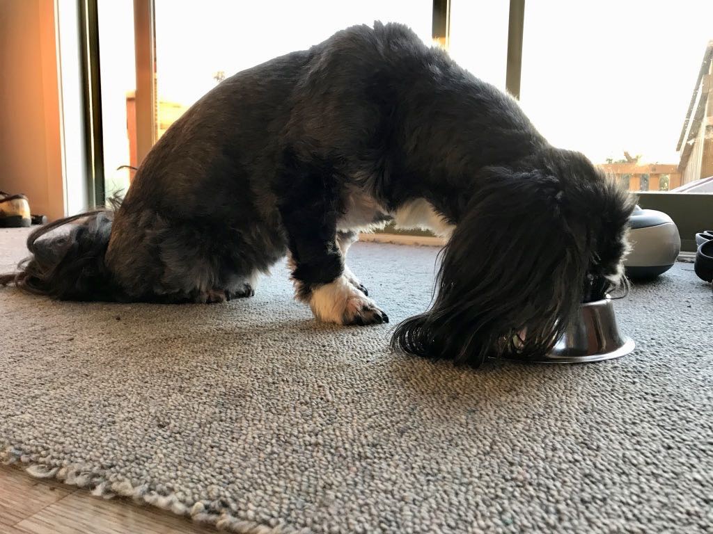 Small black dog eating from a bowl while sitting. 