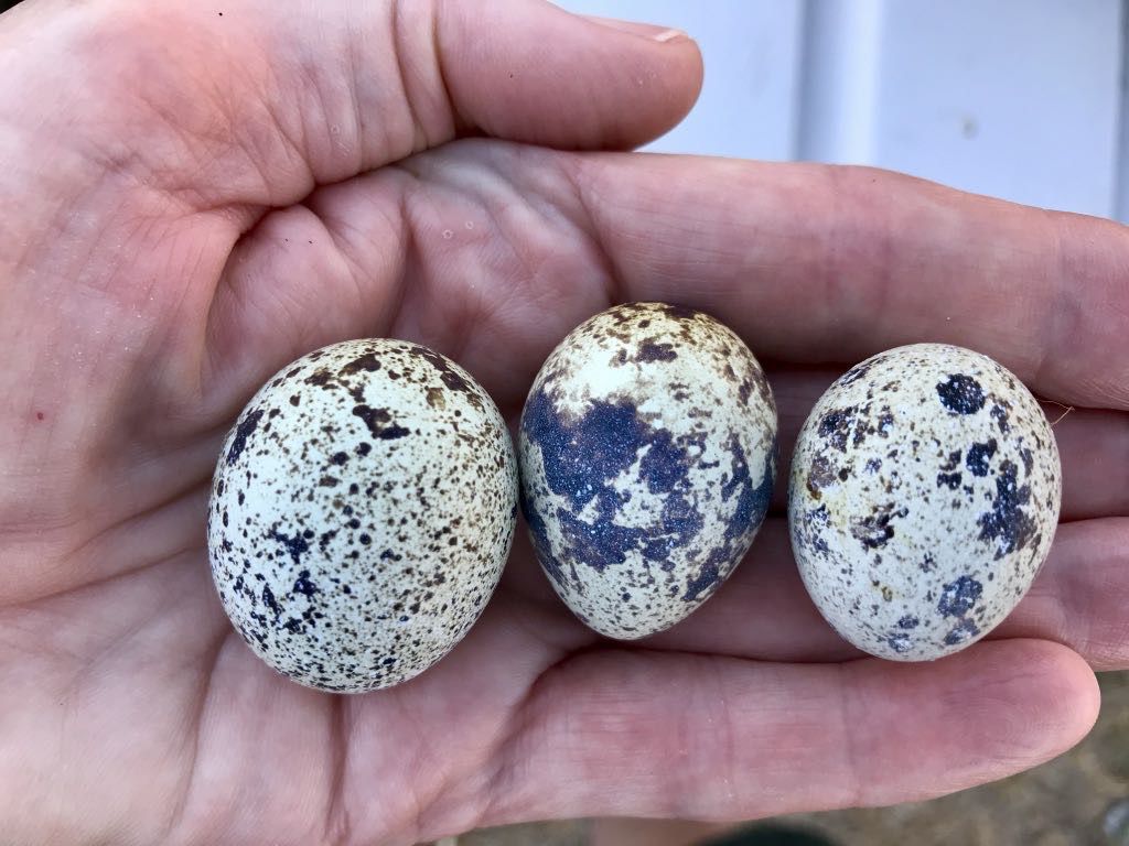 3 quail eggs in my hand: big one the left, normal size in the middle and comparatively tiny on the right.